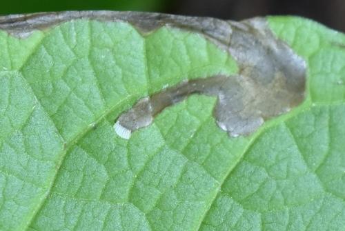 Pegomya setaria